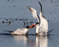 Caspian Tern, Hydroprogne caspia, Ottawa National Wildlife Refuge, Ottawa Co., OH September 13, 2015 (114)