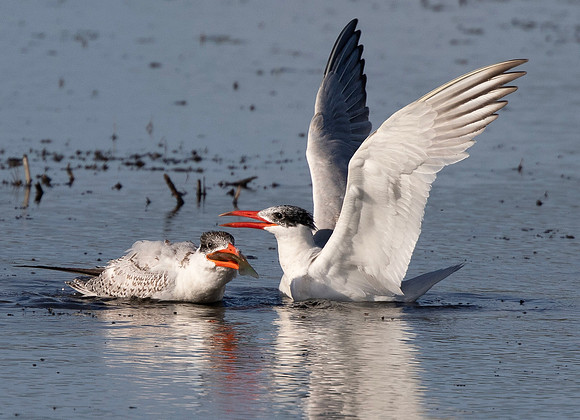 Caspian Tern, Hydroprogne caspia, Ottawa National Wildlife Refuge, Ottawa Co., OH September 13, 2015 (119)