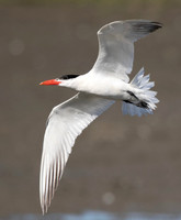 Caspian Tern, Hydroprogne caspia, Ottawa National Wildlife Refuge, Ottawa Co., OH September 13, 2015 (70)