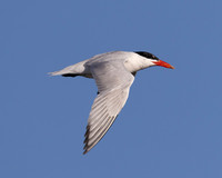 Caspian Tern, Hydroprogne caspia, Hoover Reservoir, Delaware County, Ohio, August 27, 2025 (50)