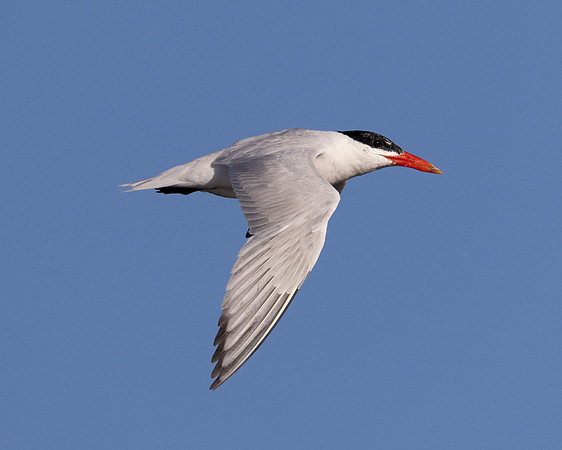 Caspian Tern, Hydroprogne caspia, Hoover Reservoir, Delaware County, Ohio, August 27, 2025 (50)