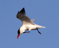 Caspian Tern, Hydroprogne caspia, Hoover Reservoir, Delaware County, Ohio, August 27, 2025 (17)