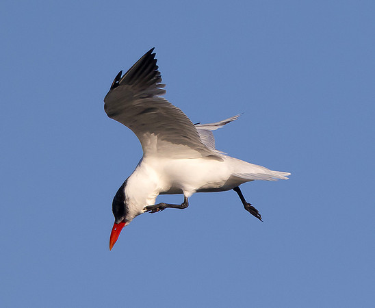 Caspian Tern, Hydroprogne caspia, Hoover Reservoir, Delaware County, Ohio, August 27, 2025 (17)