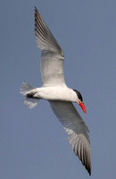 Caspian Tern, Hydroprogne caspia, Howard Marsh, Lucas County, Ohio, August 18, 2023 (8)