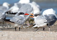 Caspian Tern, Hydroprogne caspia, Camp Perry, Ottawa Co., OH September 24, 2016 (2)