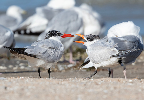 Caspian Tern, Hydroprogne caspia, Camp Perry, Ottawa Co., OH September 24, 2016 (2)