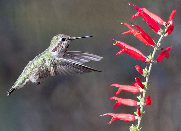 Anna's Hummingbird, Calypte anna, Breevort house on Erie Rd., Columbus, Ohio, November 9, 2024 (3)