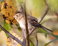Clay-colored Sparrow, Spizella pallida, Mentor Marsh, Lake County, Ohio, September 22, 2024 (32)