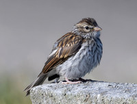 Chipping Sparrow, Spizella passerina, Adelphi Cemetery, Ross County, Ohio, August 22, 2024 (2)