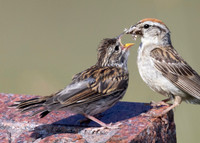 Chipping Sparrow, Spizella passerina, Adelphi Cemetery, Ross County, Ohio, August 22, 2024 (5)
