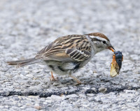 Chipping Sparrow, Spizella passerina, with periodic cicada, Shawnee State Forest, Scioto County, Ohio, June 1, 2025 (3)