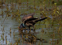 Common Grackle, Quiscalus quiscula, with crayfish, Glacier Ridge Metropark, Union County, Ohio, July 6, 2025 (8)