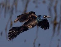 Common Grackle, Quiscalus quiscula, Glacier Ridge Metropark, Union County, Ohio, July 6, 2025 (4)