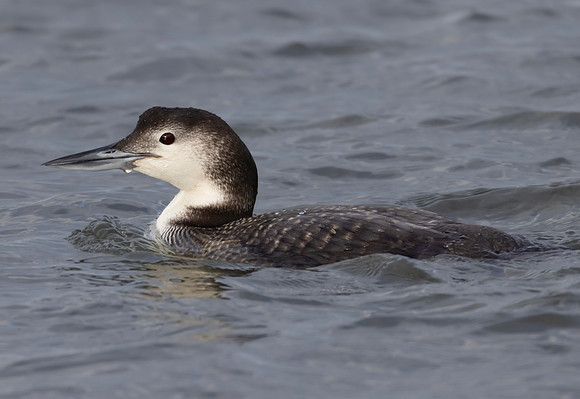 Common Loon, Gavia immer, Indian River Inlet, Delaware, January 27, 2023 (2)