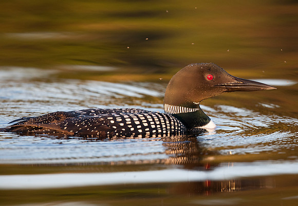 Common Loon, Gavia immer, Presque Isle Co., Michigan, May 22, 2018 (10)