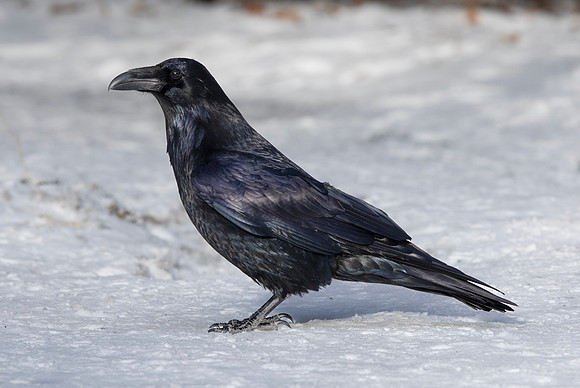 Common Raven, Corvus corax, Algonquin Provincial Park, Ontario, Canada, January 14, 2018 (44)