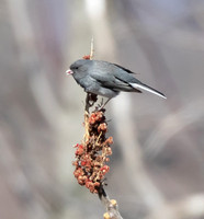 Dark-eyed Junco, Junco hyemalis, feeding on Rhus typhina, Shawnee State Forest, Scioto Co., OH March 6, 2016 (12)