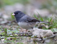 Dark-eyed Junco, Cassiar, Junco hyemalis cismontanus, McCormac yard, Franklin County, Ohio, April 4, 2023 (5)