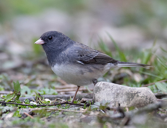 Dark-eyed Junco, Cassiar, Junco hyemalis cismontanus, McCormac yard, Franklin County, Ohio, April 4, 2023 (5)