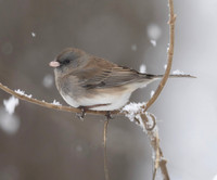 Dark-eyed Junco, Junco hyemalis, McCormac yard, Worthington, Franklin County, Ohio, January 22, 2023 (18)