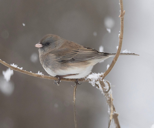Dark-eyed Junco, Junco hyemalis, McCormac yard, Worthington, Franklin County, Ohio, January 22, 2023 (18)
