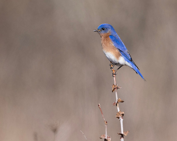 Eastern Bluebird, Sialia sialis, Franklin County, Ohio, February 23, 2025 (3)