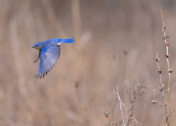 Eastern Bluebird, Sialia sialis, Franklin County, Ohio, February 23, 2025 (4)