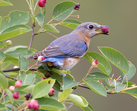 Eastern Bluebird, Sialia sialis, McCormac yard, Franklin County, Ohio, May 23, 2024 (8)