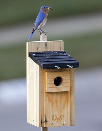 Eastern Bluebird, Sialia sialis, McCormac yard, Franklin County, Ohio, June 25, 2024 (14)