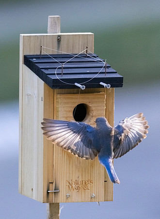 Eastern Bluebird, Sialia sialis, McCormac yard, Franklin County, Ohio, June 25, 2024 (3)