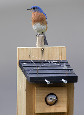 Eastern Bluebird, Sialia sialis, McCormac yard, Franklin County, Ohio, May 23, 2024 (17)