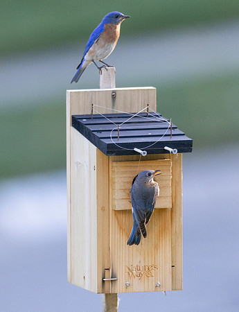 Eastern Bluebird, Sialia sialis, McCormac yard, Franklin County, Ohio, June 25, 2024 (4)