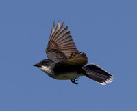 Eastern Kingbird, Tyrannus tyrannus, Kankakee Sands, Newton County, Indiana, June 29, 2022 (6)