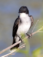 Eastern Kingbird, Tyrannus tyrannus, Montezuma NWR, New York, June 3, 2024 (27)