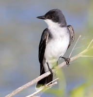 Eastern Kingbird, Tyrannus tyrannus, Montezuma NWR, New York, June 3, 2024