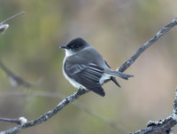 Eastern Phoebe, Sayornis phoebe, Hocking County, Ohio, January 4, 2025 (8)