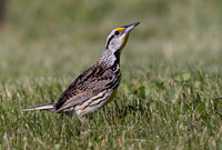 Eastern Meadowlark, Sturnella magna, Pleasant Cemetery, Ross County, Ohio, May 25, 2025 (11)