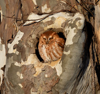 Eastern Screech-Owl, Megascops asio, Utica, Licking County, Ohio, December 22, 2024 (2)