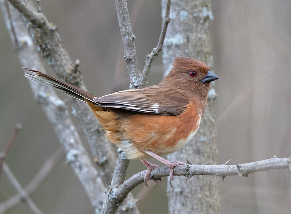 Eastern Towhee, Pipilo erythropthalmus, Monongehala National Forest, West Virginia, May 1, 2016 (23)