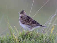 Eurasian Skylark, Alauda arvensis, Maui, Hawaii, November 20, 2024 (126)