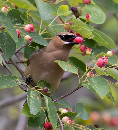 Cedar Waxwing, Bombycilla cedrorum, McCormac yard, Franklin County, Ohio, May 23, 2024 (9)