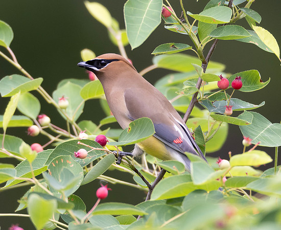 Cedar Waxwing, Bombycilla cedrorum, McCormac yard, Franklin County, Ohio, May 23, 2024 (6)