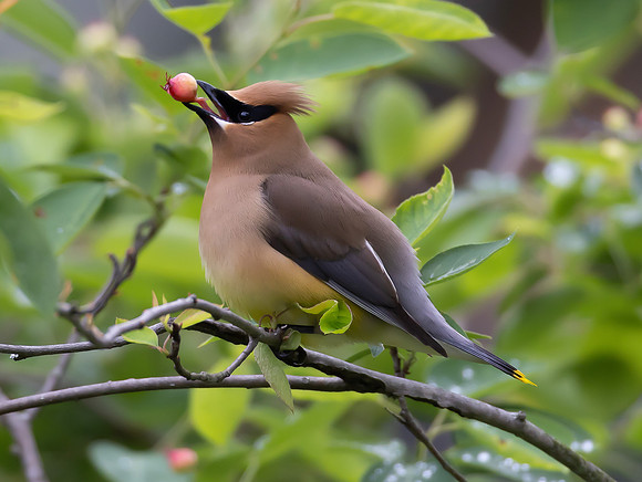 Cedar Waxwing, Bombycilla cedrorum, McCormac yard, Franklin County, Ohio, May 29, 2025 (4)