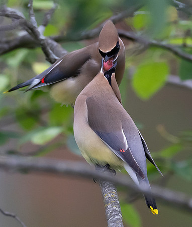 Cedar Waxwing, Bombycilla cedrorum, McCormac yard, Franklin County, Ohio, May 29, 2025 (15)