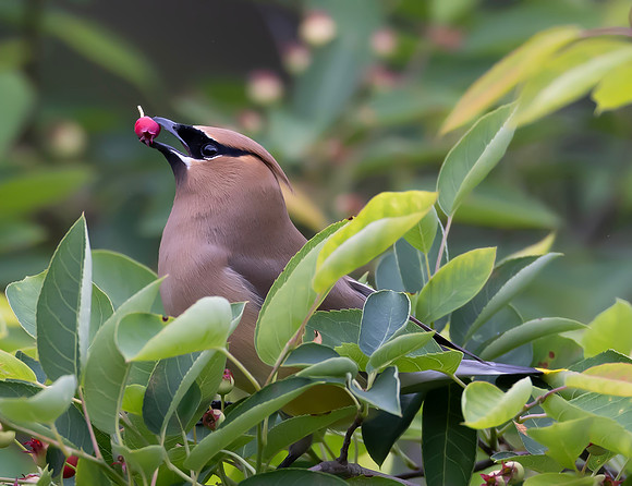 Cedar Waxwing, Bombycilla cedrorum, McCormac yard, Franklin County, Ohio, May 27, 2025 (9)