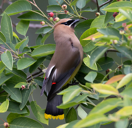 Cedar Waxwing, Bombycilla cedrorum, McCormac yard, Franklin County, Ohio, May 27, 2025 (11)