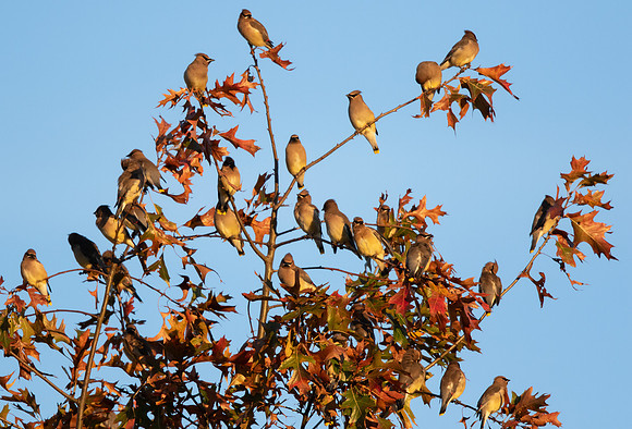 Cedar Waxwing, Bombycilla cedrorum, Stage's Pond, Pickaway Co., OH November 11, 2016 (1)