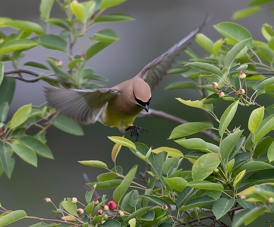 Cedar Waxwing, Bombycilla cedrorum, McCormac yard, Franklin County, Ohio, May 27, 2025 (10)