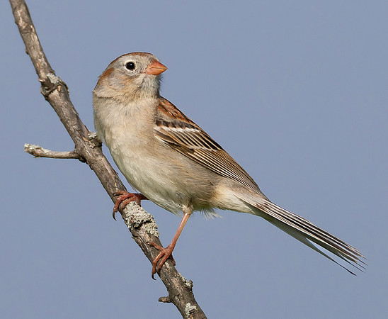 Field Sparrow, Spizella pusilla, Calamus Swamp, Pickaway County, Ohio, May 16, 2025 (17)