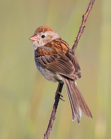 Field Sparrow, Spizella pusilla, Huffman Prairie, Greene County, Ohio, July 11, 2024 (14)
